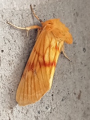 Eulithosia miaiphona