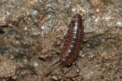 Chaetophiloscia sicula