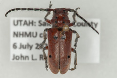 Tetraopes femoratus