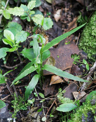 Pterostylis auriculata