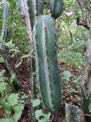 Stenocereus laevigatus