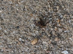 Hasarius adansoni