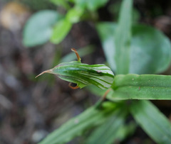 Pterostylis auriculata