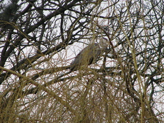Ardea cinerea
