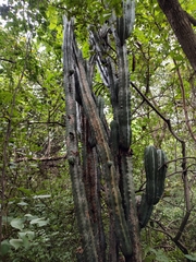 Stenocereus laevigatus