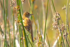 Acrocephalus australis
