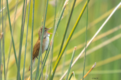 Acrocephalus australis