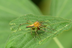 Oxyopes macilentus
