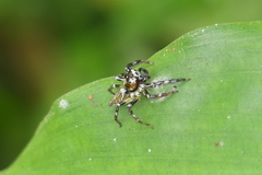 Colyttus