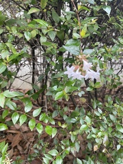 Abelia × grandiflora