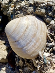 Megapitaria squalida