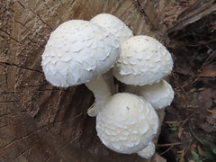 Hemipholiota populnea