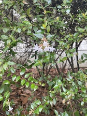 Abelia × grandiflora