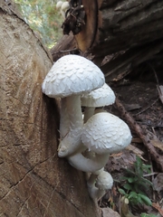 Hemipholiota populnea