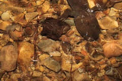 Dicamptodon aterrimus