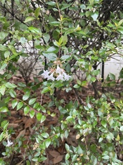Abelia × grandiflora