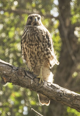 Buteo lineatus elegans