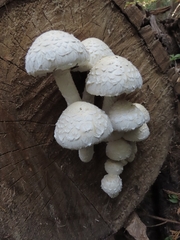 Hemipholiota populnea