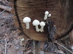 Hemipholiota populnea