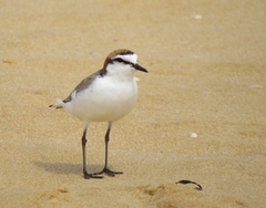 Charadrius ruficapillus
