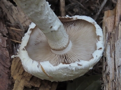 Hemipholiota populnea
