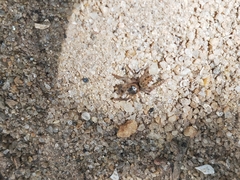 Hasarius adansoni