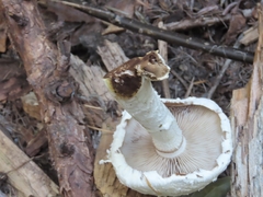 Hemipholiota populnea