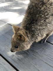 Setonix brachyurus