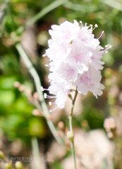 Boerhavia xantii