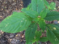 Puccinia komarovii