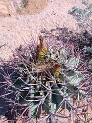 Ferocactus emoryi
