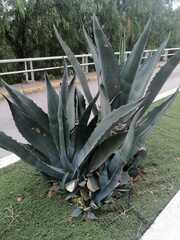 Agave mapisaga