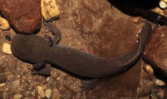 Dicamptodon aterrimus