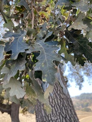 Quercus kelloggii