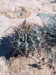 Ferocactus emoryi