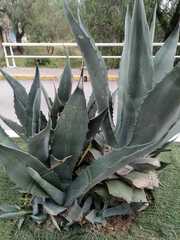 Agave mapisaga