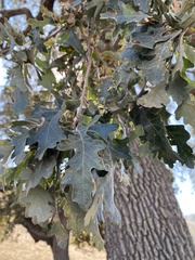 Quercus kelloggii