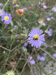 Anthophorula