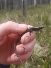 Lampropholis delicata