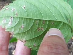 Puccinia komarovii