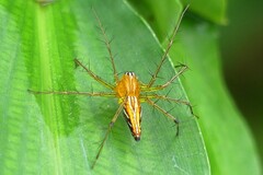 Oxyopes macilentus