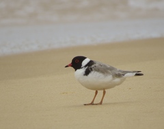 Thinornis cucullatus