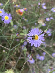 Anthophorula