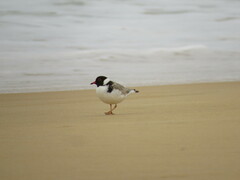 Thinornis cucullatus