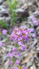 Calytrix