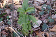 Ilex opaca opaca