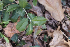 Ilex opaca opaca