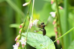Homotrigona apicalis