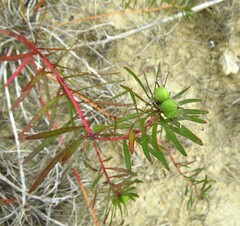 Stillingia texana
