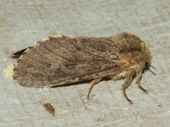 Oncopera rufobrunnea